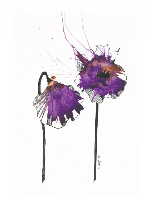 Purple Poppies