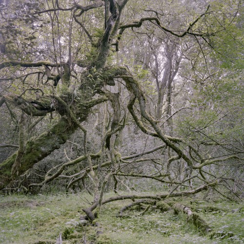 Tree on Spike