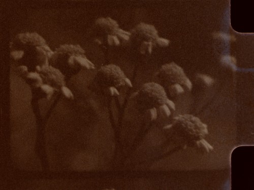 Pharmacopœia, 8 mm film, transferred to HD video, still.