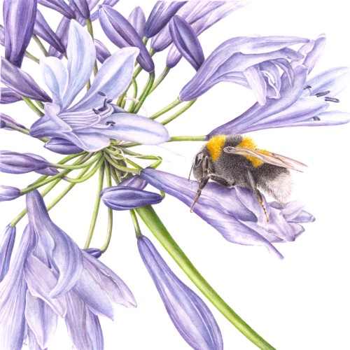 Agapanthus and Bee