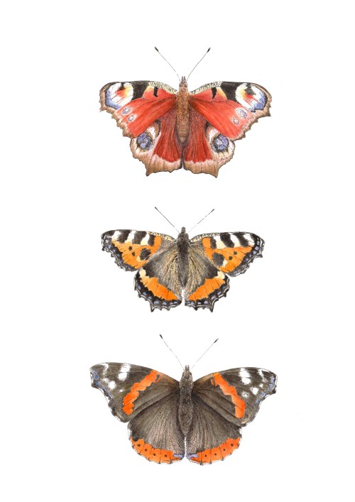 Butterflies; Peacock, Tortoiseshell and Red Admiral