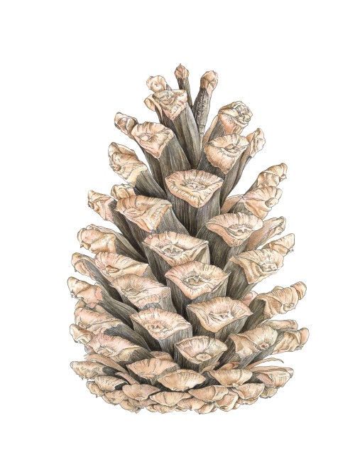 Autumn Pine Cone