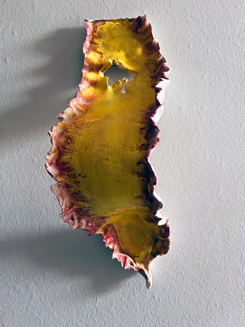 feamainn bhuide - yellow seaweed